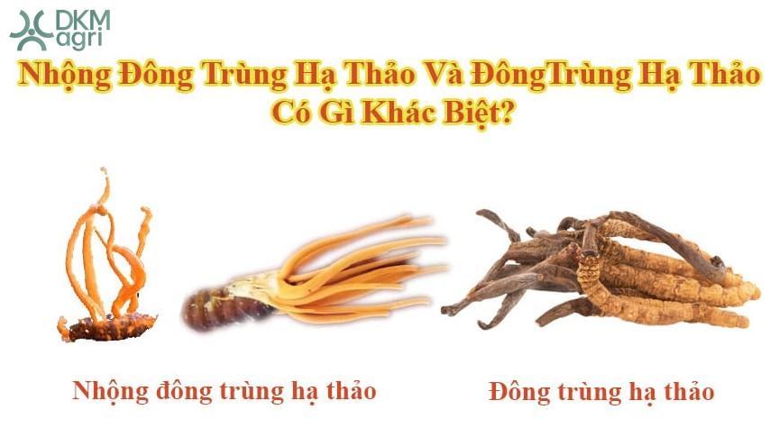 Nhộng Đông trùng hạ thảo