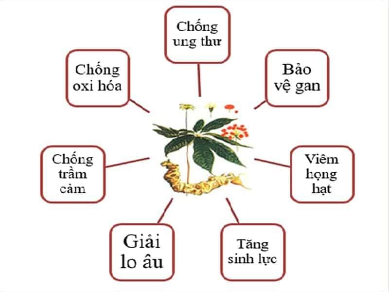 Rượu sâm Ngọc Linh mang lại nhiều lợi ích sức khỏe đáng kể. 