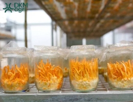Đông trùng hạ thảo nuôi cấy tại Dkm Agri